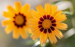 coreopsis-jaune-centre-fonce-fondflou