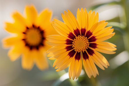 coreopsis-jaune-centre-fonce-fondflou