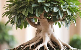 ficus-ginseng-bonsai-racines-feuilles