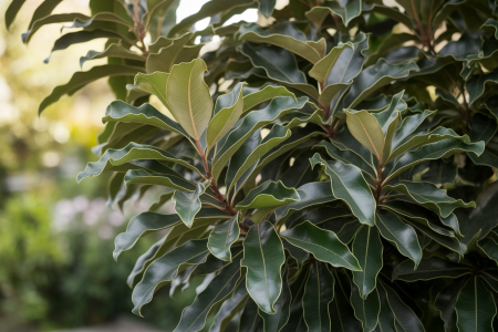 pittosporum-feuilles-vert-fonce-ondulees
