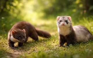 fouine-furet-clairiere-foret-verdoyante