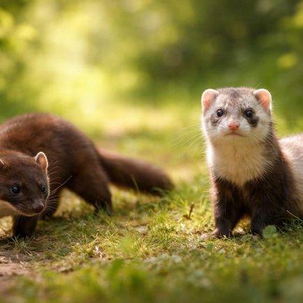 fouine-furet-clairiere-foret-verdoyante