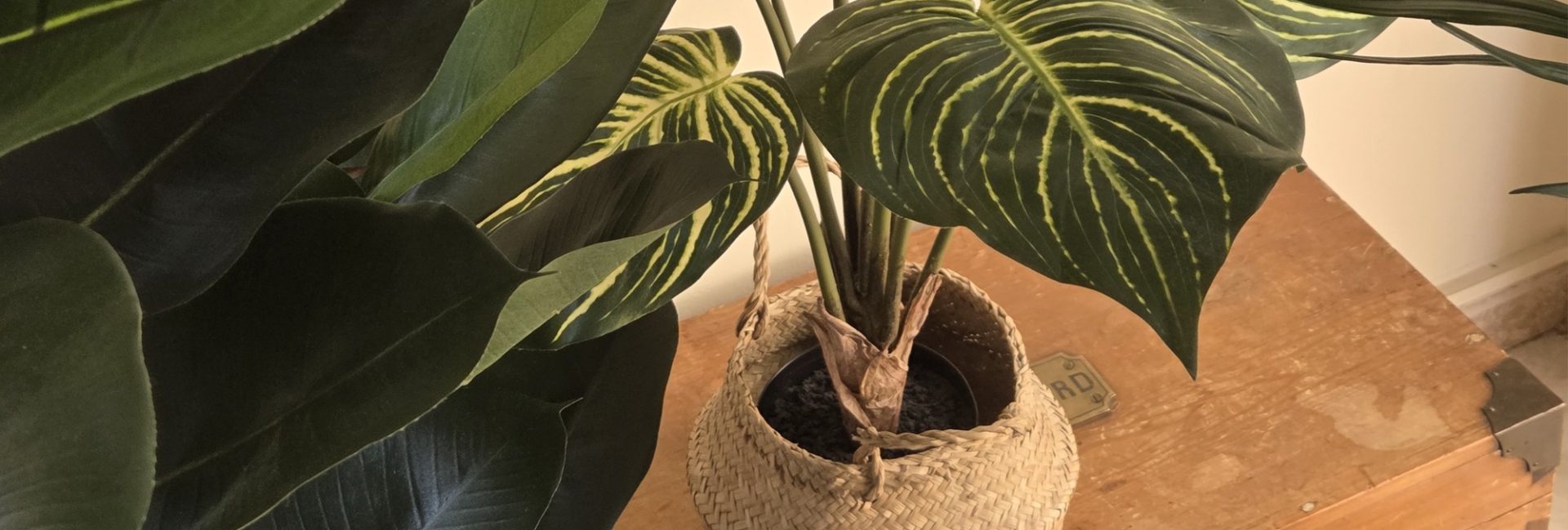 Plantes artificielles dans le salon : comment créer un décor naturel ?